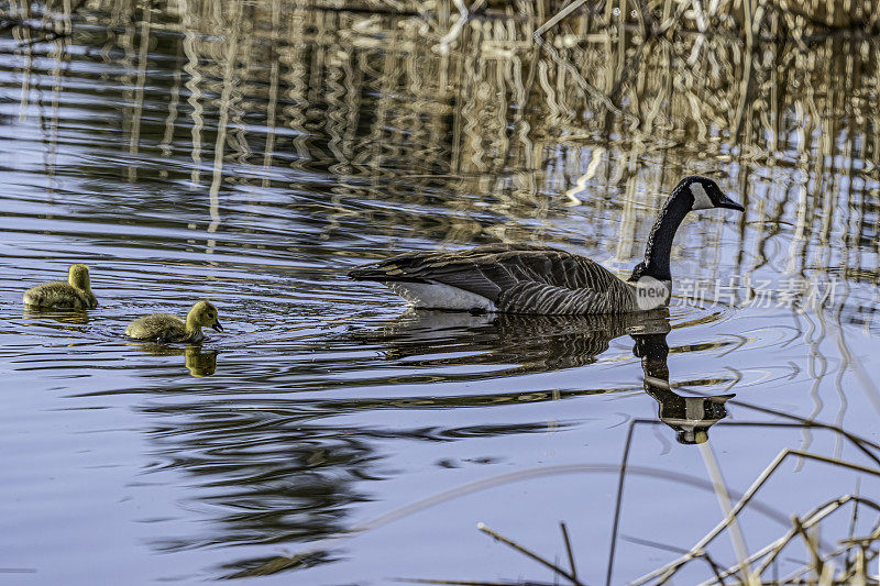 加拿大鹅(Branta canadensis)是一种头和脖子都是黑色的，脸上有白斑，身体是棕色的鹅，发现于黄石国家公园。成年和幼鸟游泳。